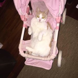 Meet your Posher, Crystal